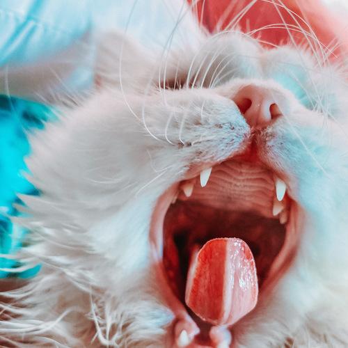 Photo #5224866
