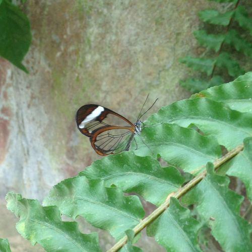 Photo #5225274