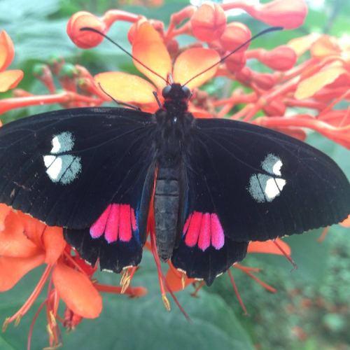 Photo #5225279
