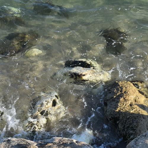 Photo #5225561