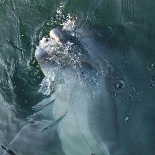 Photo #5225662