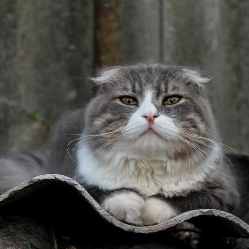 Photo #5225951