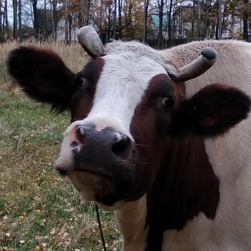 Photo #5226774