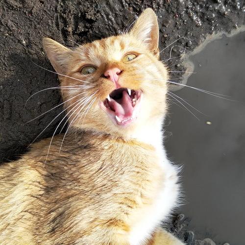 Photo #5226790