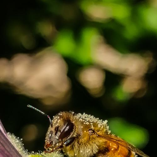 Photo #5227548