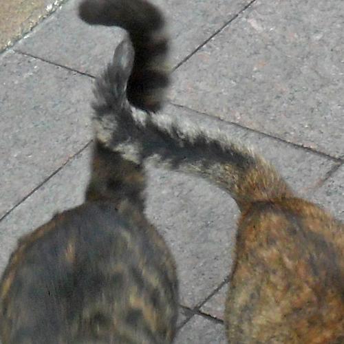 Photo #5227562