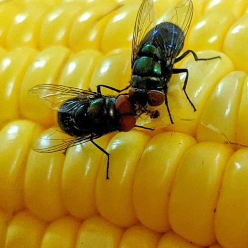Photo #5227644