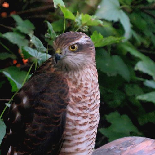 Photo #5228526