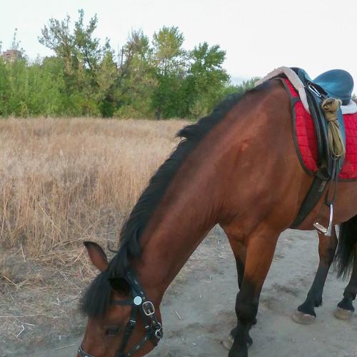 Photo #5228698