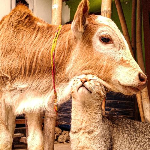 Brother's from different mother's