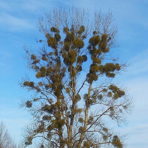 Photo #5229718
