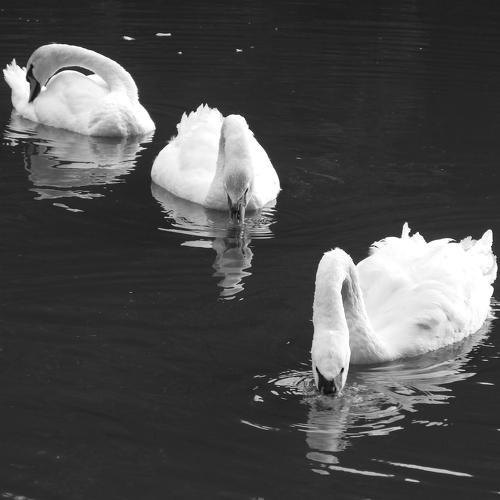 Photo #5229841