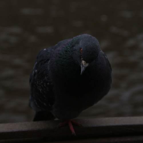 Photo #5231993