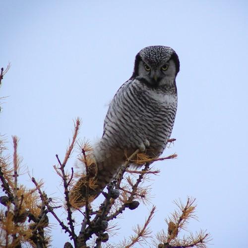 Photo #5232868
