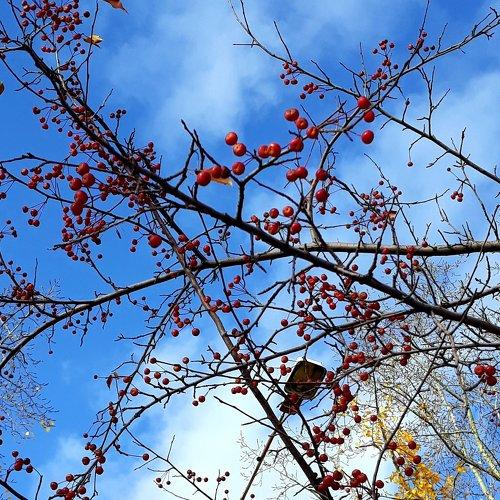 Photo #5233209