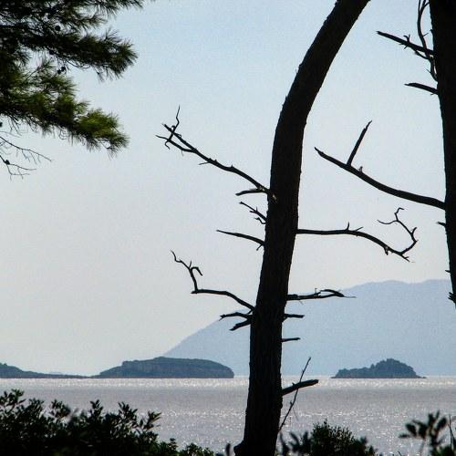 Photo #5234017