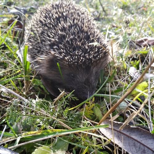 Photo #5234727