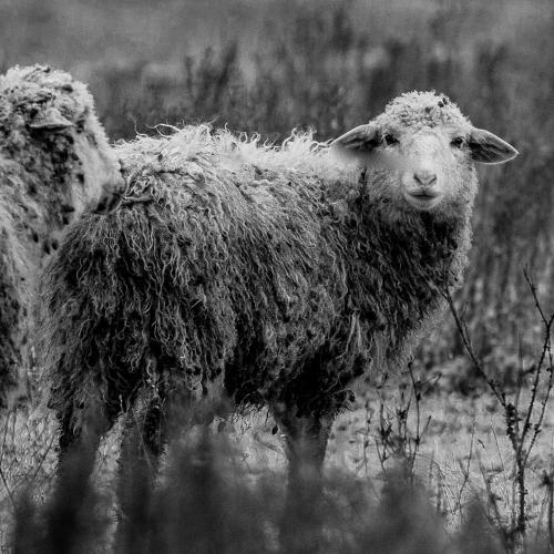 Photo #5234837