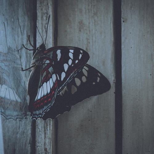 Photo #5234885