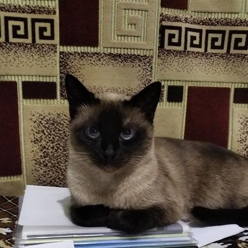 Photo #5235807
