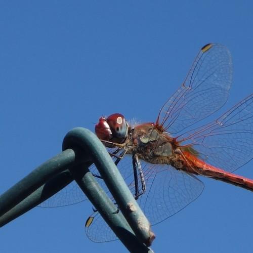 Dragonfly