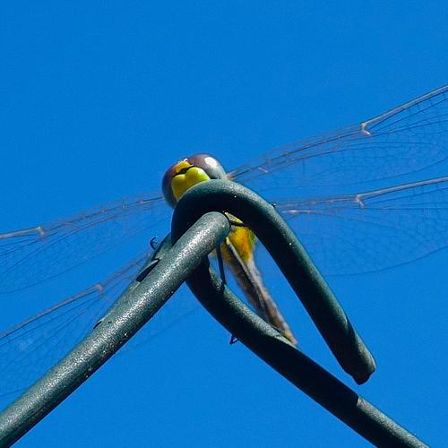 Photo #5237147