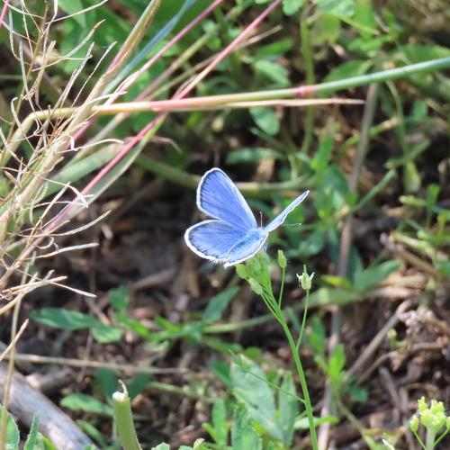 Photo #5237170