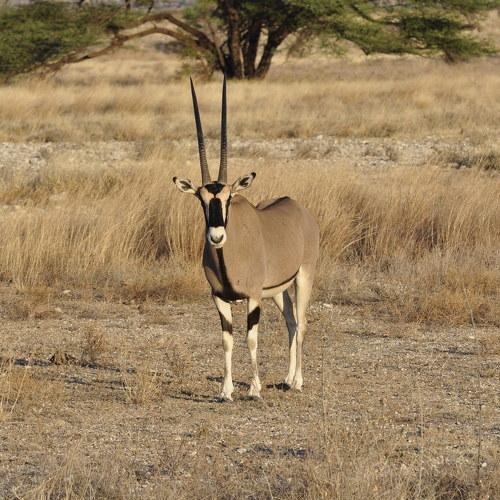 Photo #5237304