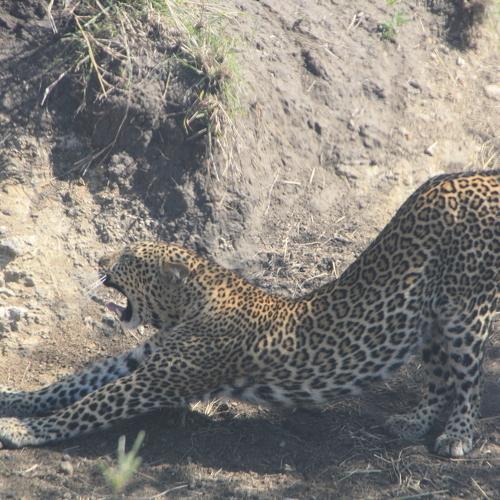 Photo #5237338