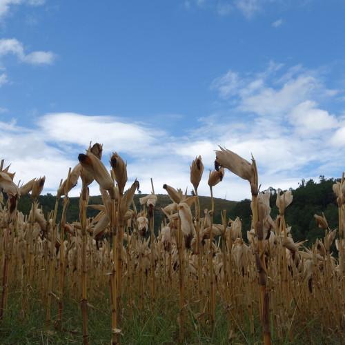 Photo #5238326
