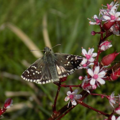 Photo #5239051