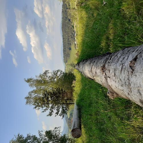 Tree love