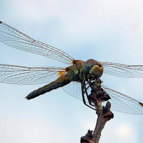 Photo #5239842