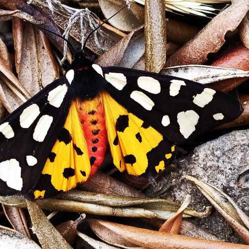 Photo #5239854