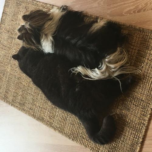 Photo #5240761
