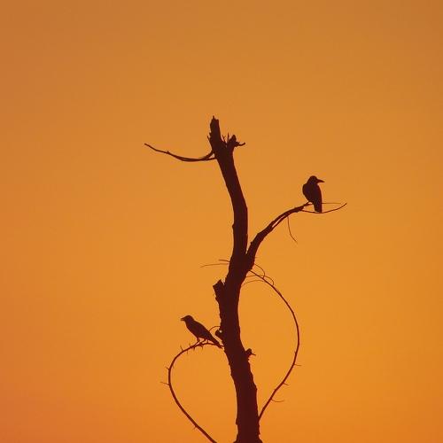 Photo #5241116