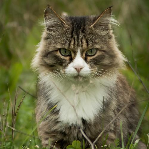 Кот