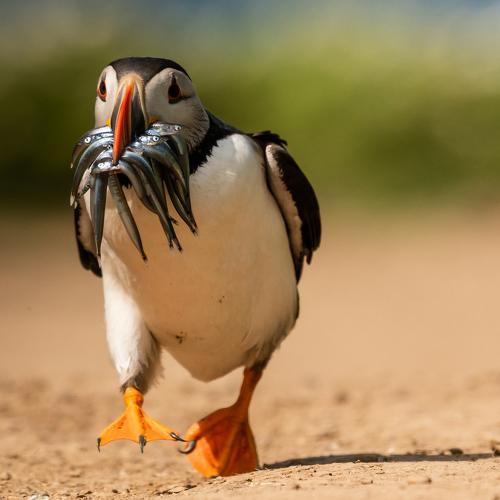 Puffin with Mouthful of sand eels