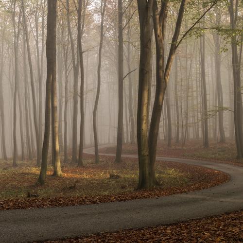 Foggy morning in the forest, Slovenia