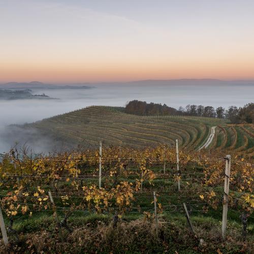 Foggy morning in Haloze, Slovenia
