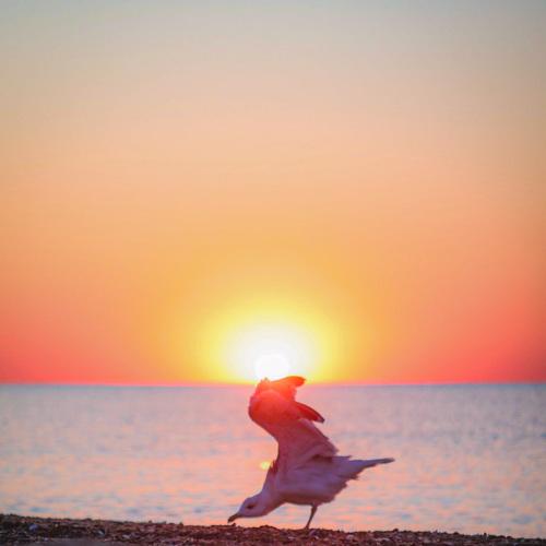 Photo #5244277