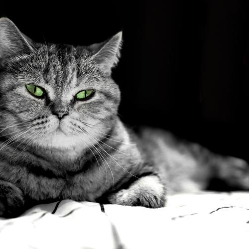 Photo #5245029