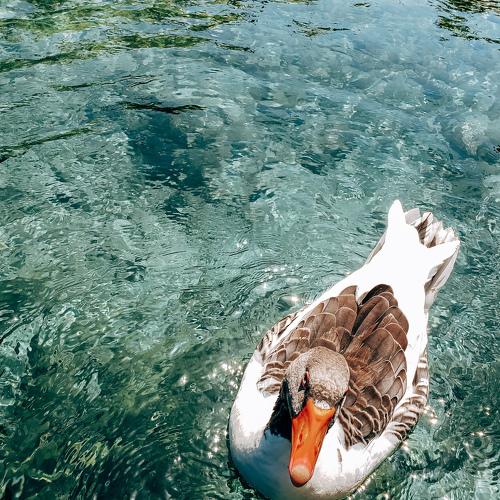 Photo #5245410