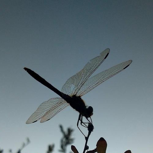 Photo #5245456