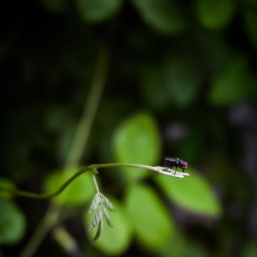 Photo #5245579