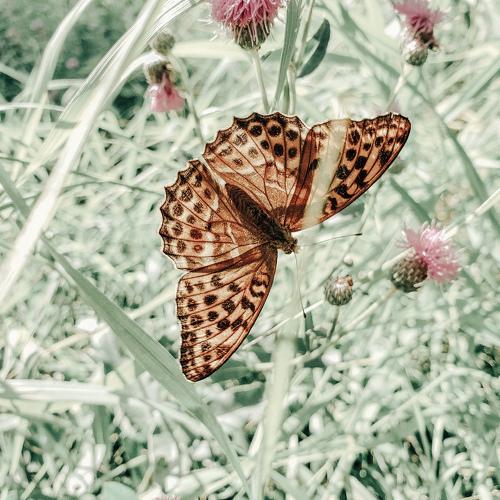 Photo #5245822