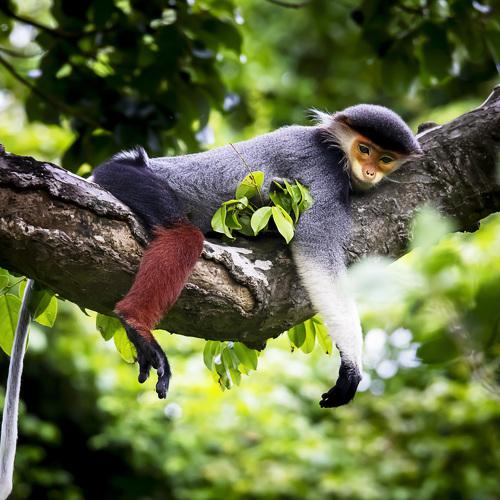 Red-shanked doucs in Son Tra