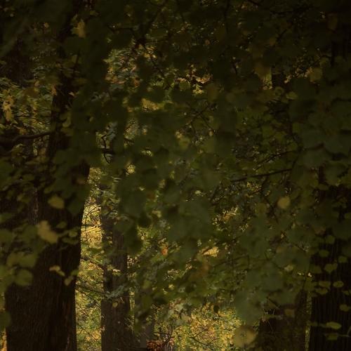 Autumn illusion