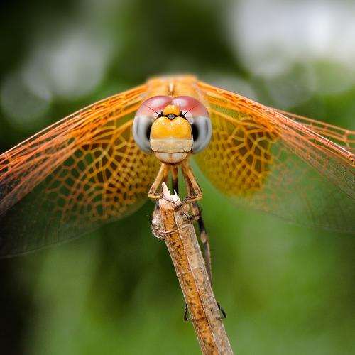 Photo #5247000