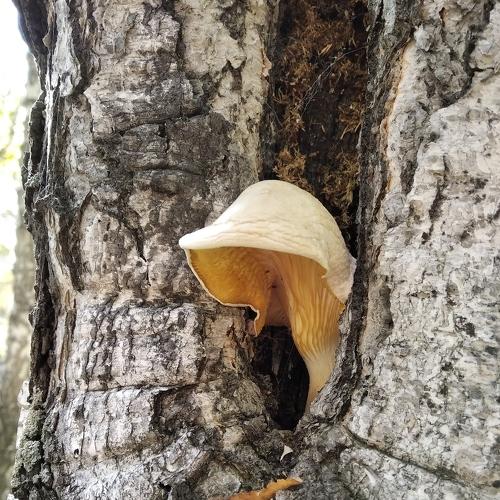 Photo #5247249